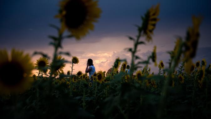 Matahari terbenam ketika orang-orang mengunjungi taman bunga matahari di ladang bunga Nokesville, Virginia pada Kamis (22/8/2019). Disana, bunga matahari dengan kembang berwarna kuningnya nan cantik terhampar di ladang luas. (Photo by Brendan Smialowski / AFP)