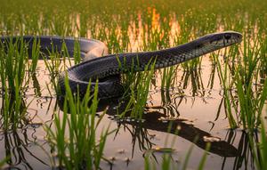 Ular Sawah / Ular Tikus Besar (Ptyas mucosa)