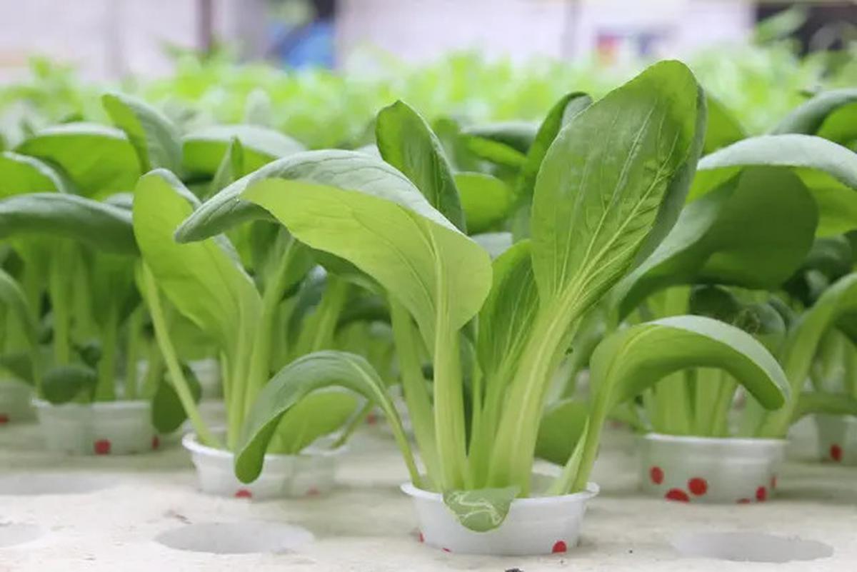 15 Sayur-Sayuran yang Bisa Ditanam pada Pot Hidroponik di Rumah