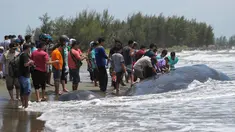 Paus yang mati terdampar menjadi tontonan warga di Pantai Alue Naga, Banda Aceh, Kamis (4/8). Menurut keterangan warga, paus tersebut mati karena berkelahi dengan paus lainnya. (AFP PHOTO/ Chaideer Mahyuddin)