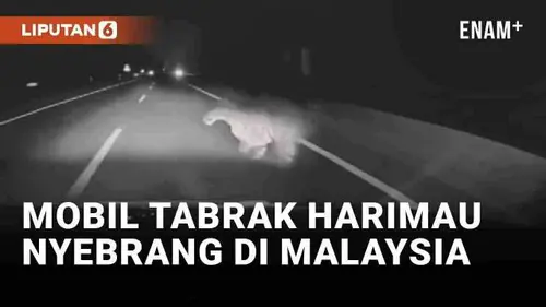 VIDEO: Viral Mobil Tabrak Harimau Nyebrang di Malaysia