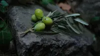 Buah zaitun. (dok. Unsplash.com/Kris Sevinc)