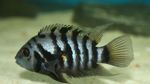 Jenis Ternak Ikan Hias Paling Menguntungkan