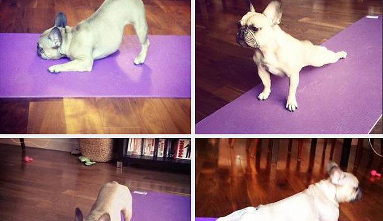 Seperti Manusia, Binatang-Binatang Ini Juga Bisa Yoga Lho! Cute