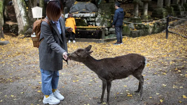 Taman Nara, Jepang