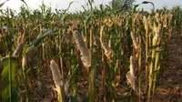 Ratusan hektare tanaman jagung di Blora rusak diserang hama tikus. Para petani dipastikan tidak bisa panen tahun ini. (Liputan6.com/ Ahmad Adirin)