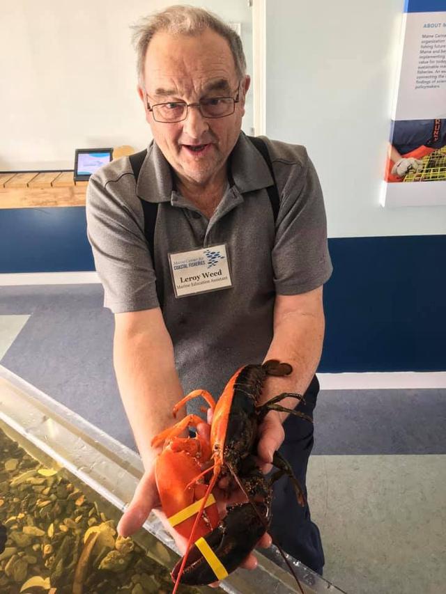 Lobster super langka dengan dua warna. (Maine Coastal for Fisheries Facebook)
