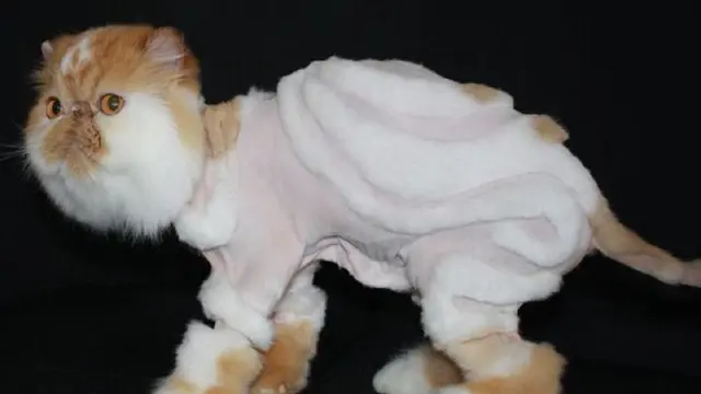 6 Potret Kucing Usai Cukur Bulu Ini Penampilannya Jadi Kocak