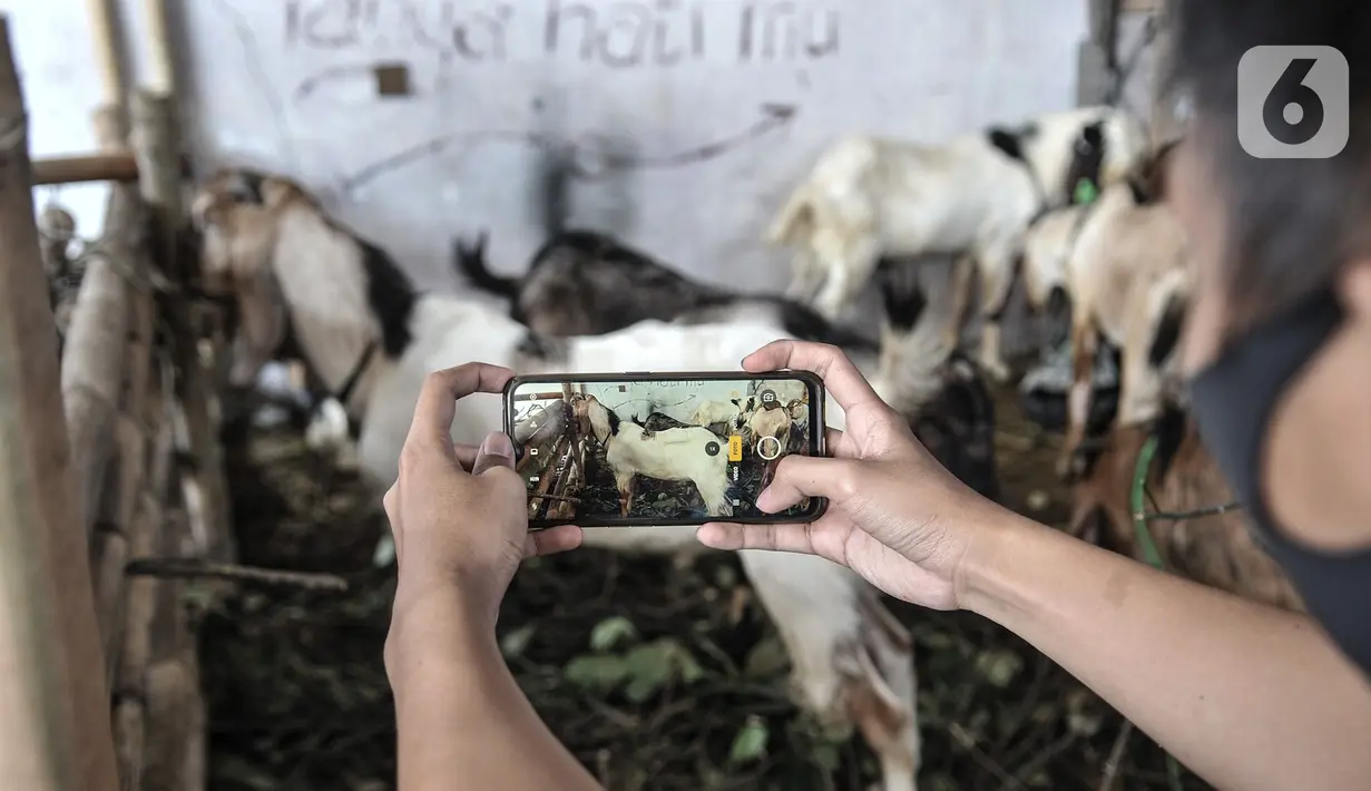 Pekerja memotret kambing yang akan ditawarkan ke konsumen melalui website dan media sosial Pemilik peternakan Yuk Qurban itu menggunakan website dan aplikasi media sosial dalam memasarkan hewan kurban untuk memberikan kenyamanan dan kemudahan di tengah pandemi. (merdeka.com/Iqbal Nugroho)