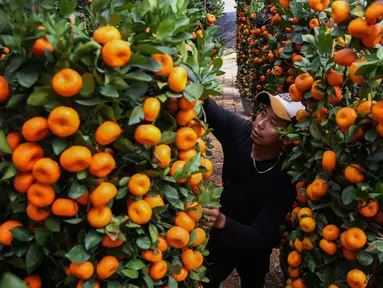 Pedagang mengecek pohon jeruk Imlek yang dijual di kawasan Meruya Utara, Jakarta, Sabtu (18/1/2025). (Liputan6.com/Angga Yuniar)