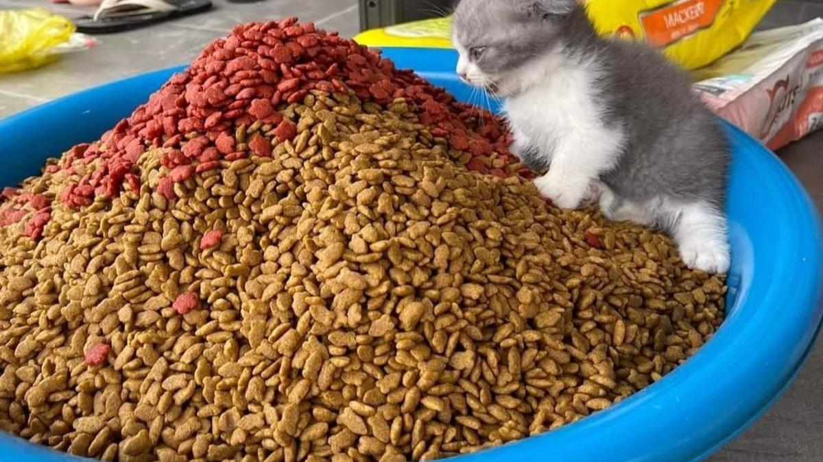 Mengapa Kucing Selalu Lapar? 7 Penyebab Populer dan Cara Mengatasinya!
