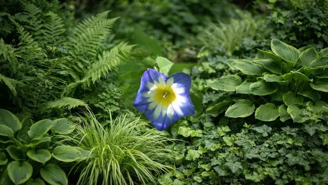 Bunga Terompet Biru