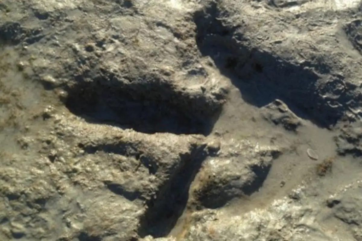 Jejak Kaki Dinosaurus Ditemukan di Pantai Australia