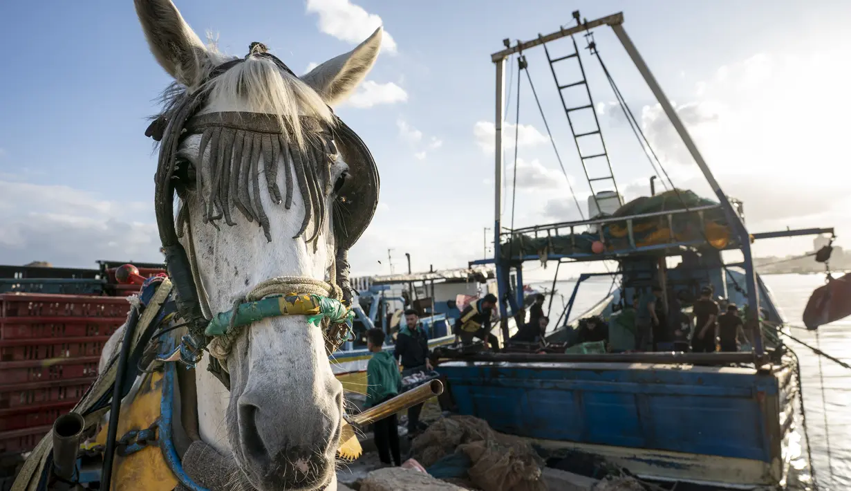 Kereta kuda nelayan bersiap mengirimkan hasil tangkapan laut ke pasar di kawasan Gaza, Minggu (23/5/2021). Para nelayan tersebut memanfaatkan kereta kuda untuk mengangkut hasil laut mereka ke pasar. (AP Photo/John Minchillo)