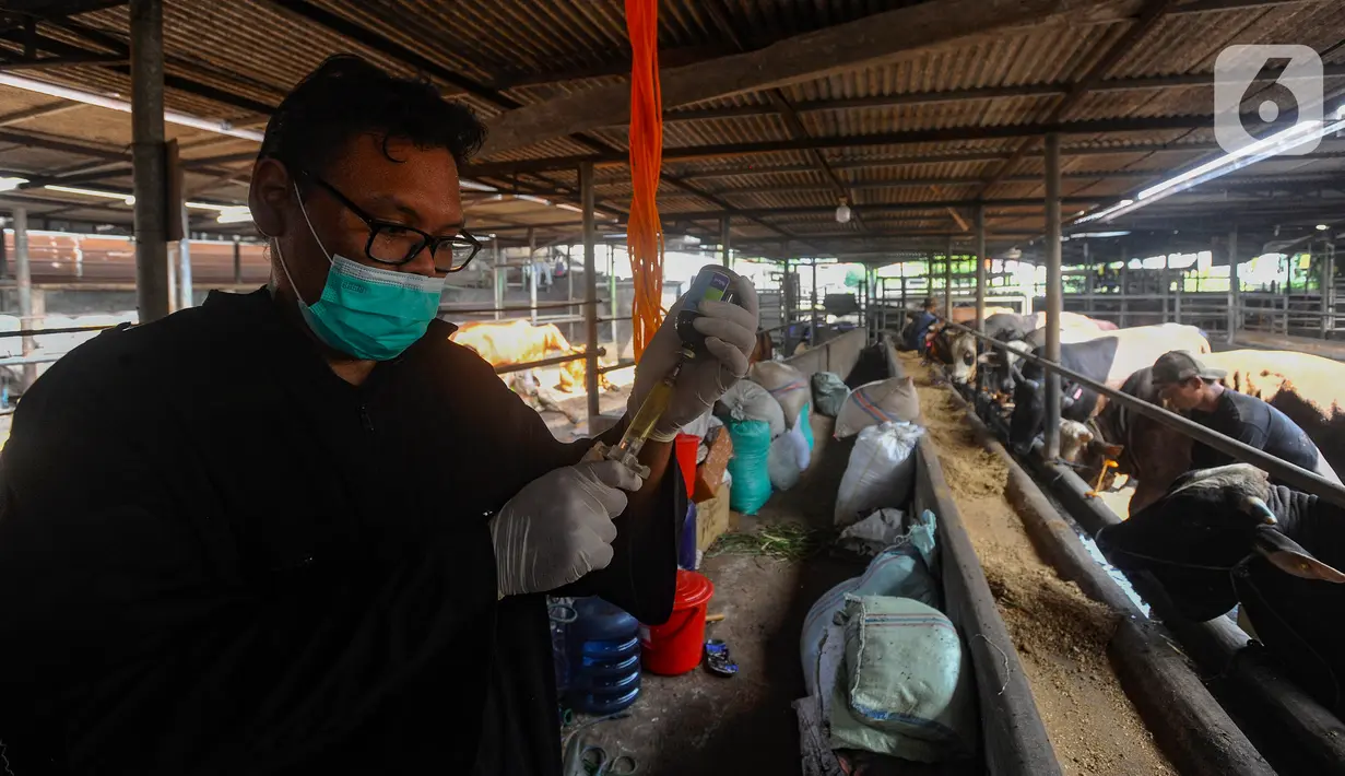 Selain memantau kesehatan ternak hewan kurban, petugas juga memberikan vitamin. (merdeka.com/Arie Basuki)
