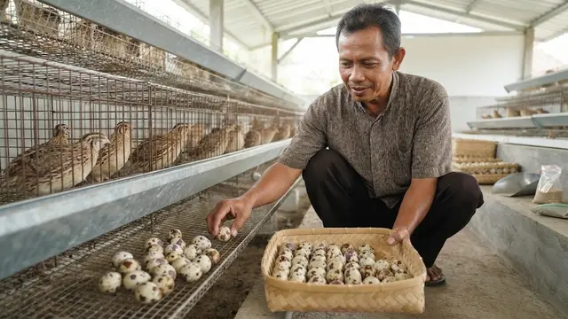 Masa dan Pola Produksi Telur Burung Puyuh