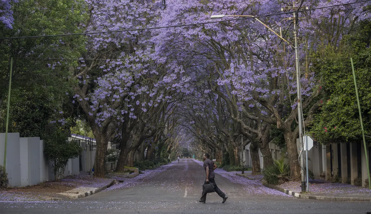 Seorang pria berlari melewati jalan yang ditumbuhi pohon jacaranda yang sedang mekar di Johannesburg, Afrika Selatan pada 20 Oktober 2022. Sayangnya, penanaman Pohon Jacaranda baru telah dilarang lantaran pertumbuhan akarnya dianggap dapat menyebabkan kerusakan lingkungan sekitarnya. (Photo by Michele Spatari / AFP)