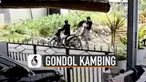Aksi maling kambing terekam kamera CCTV sedang beraksi di sebuah perumahan.