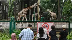Pengunjung menyaksikan satwa di Kebun Binatang Ragunan, Jakarta, Selasa (1/4/2025). (merdeka.com/Arie Basuki)