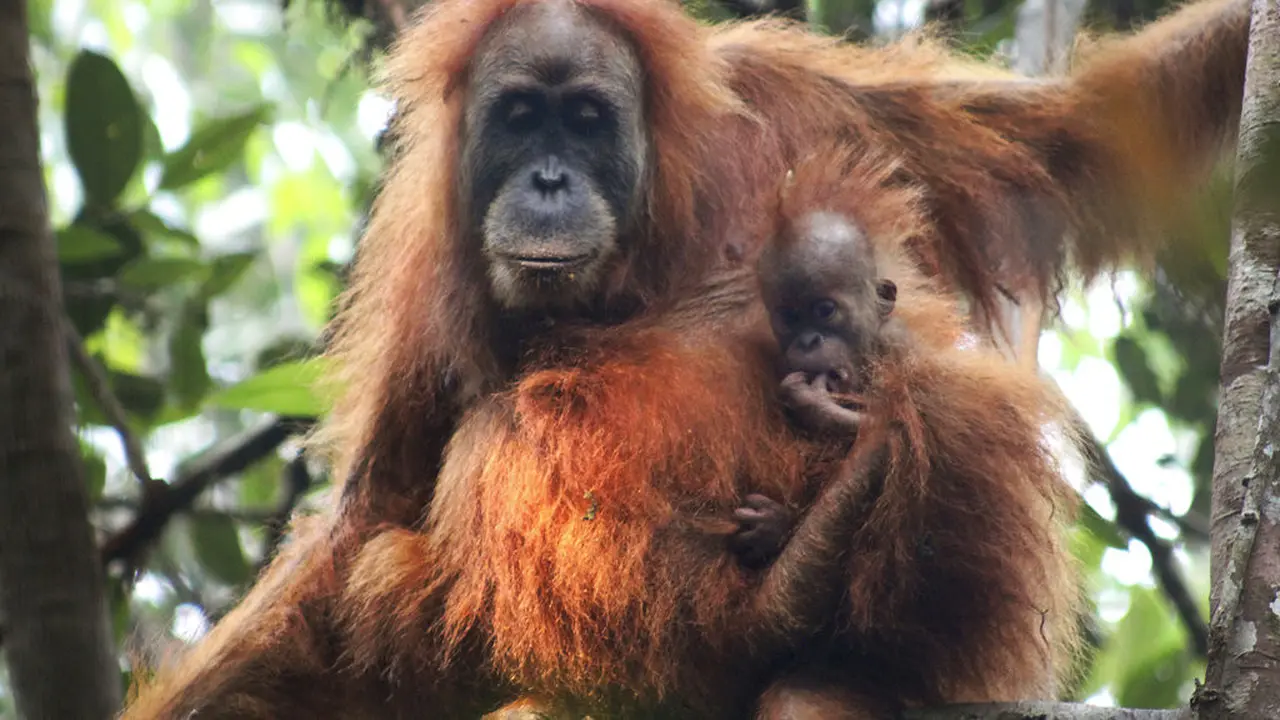 Orangutan Tapanuli