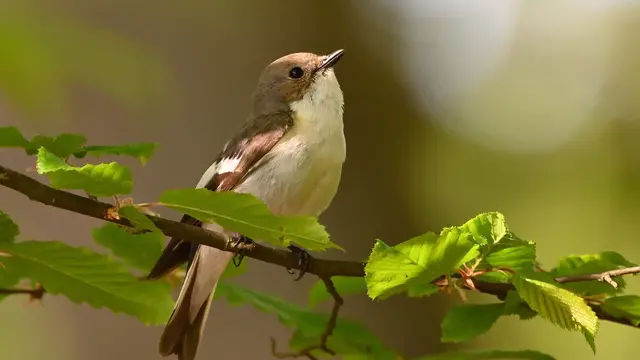 Ilustrasi Burung di Pohon