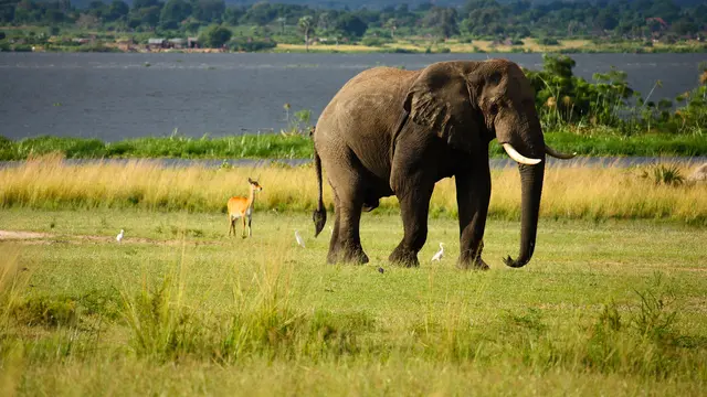 Arti Mimpi Melihat Gajah yang Menggambarkan Persoalan Hidup