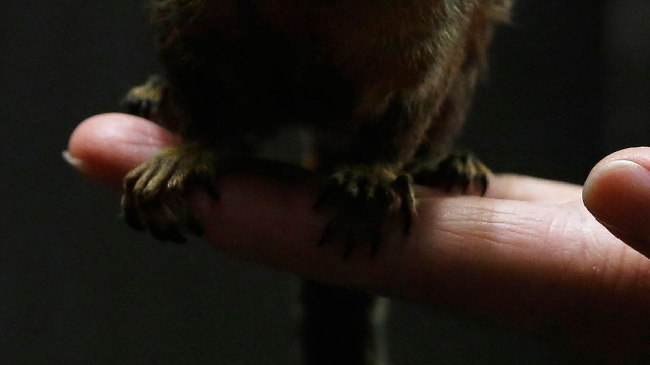 2. Marmoset Kerdil Roosmalens<br>