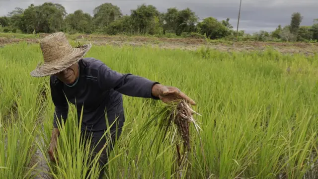 Was-was Gagal Panen, Kementan Siap Bantu Mitigasi dan Dorong Petani Ikut AUTP 