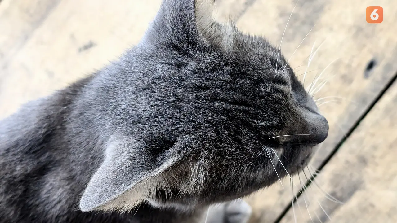 Tak Semua Makanan Manusia Boleh Dikonsumsi Kucing, Termasuk Coklat dan Kismis