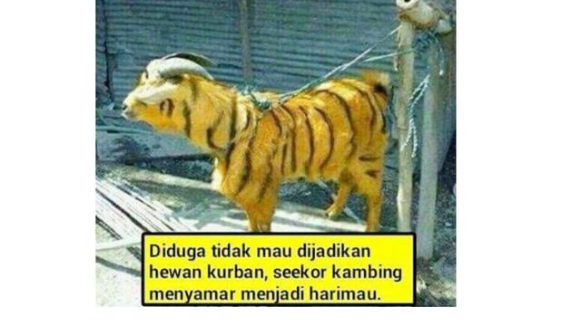6 Potret Kambing Menyamar Jelang Dikurban Ini Bikin Ngakak