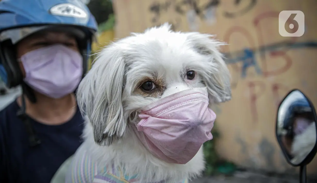 Seorang warga membawa anjing peliharaannya yang menggunakan masker di Jakarta, Selasa (12/5/2020). Masker yang dipasangkan oleh pemiliknya tersebut untuk melindungi anjing dari polusi udara serta mengantisipasi tertular virus corona COVID-19. (Liputan6.com/Faizal Fanani)