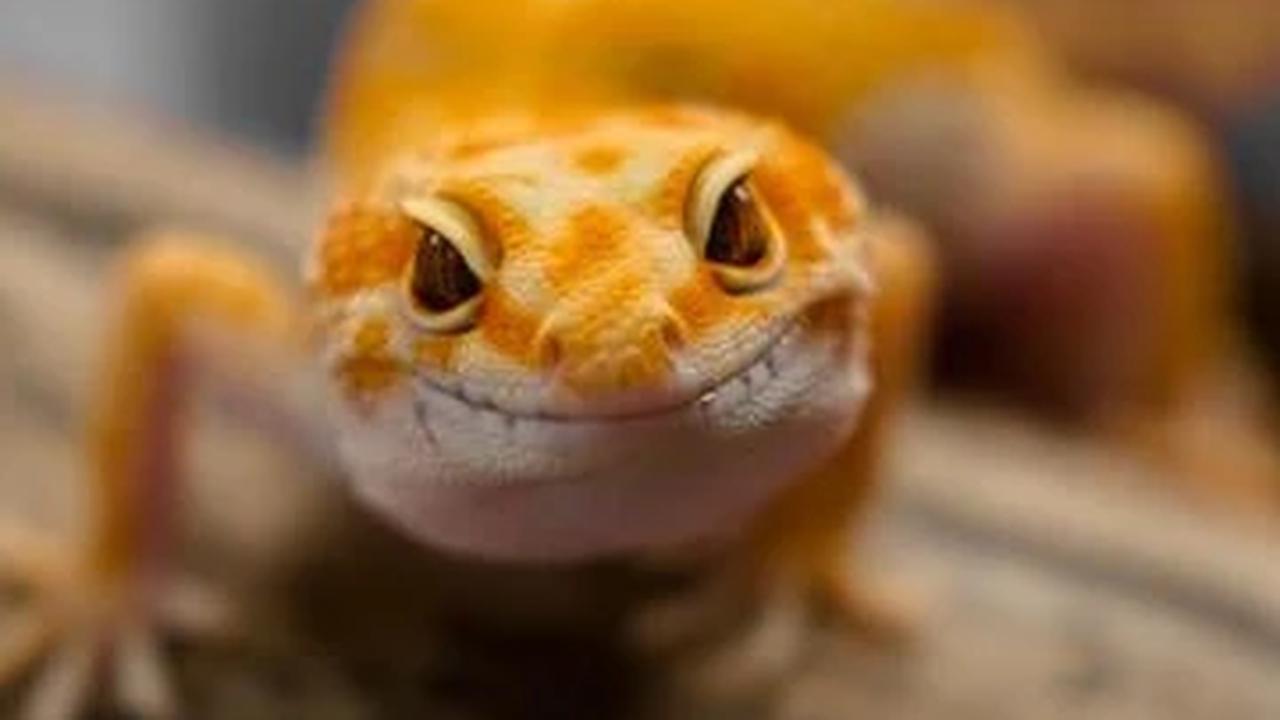 Ilustrasi Tokek/https://unsplash.com/Vedian Chua
