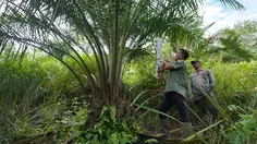Ratusan Hektare Sawit Ilegal Menggerogoti Jantung Leuser
