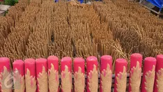 Kumpulan kayu untuk batang hio sedang dijemur, Teluk Naga, Tangerang, Jumat (15/1/2016). Menjelang perayaan tahun baru Cina (Imlek) pesanan hio melonjak drastis hingga 300 persen. (Liputan6.com/Faisal R Syam)