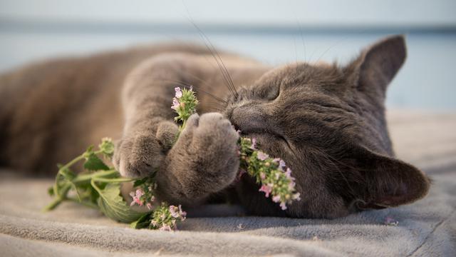 wewangian kesukaan kucing