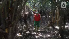 Petugas mencari buah salak condet di Cagar Buah Condet, Balekambang, Jakarta Timur, Senin (13/12/2021). Cagar Buah Condet menjadi salah satu destinasi di kawasan Condet usai diresmikan sebagai Desa Kreatif oleh Kemenparekraf RI dan didukung oleh Pemprov DKI Jakarta. (Liputan6.com/Herman Zakharia)