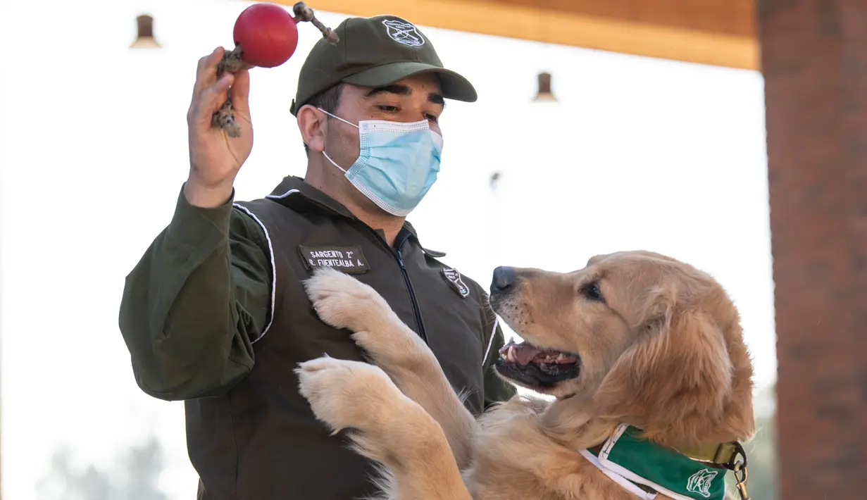 Anggota kepolisian Chile bermain dengan seekor anjing Golden Retriever bernama Clifford sebelum sesi latihan selama presentasi kepada pers di Santiago, Selasa (14/7/2020). Anjing itu dilatih untuk mendeteksi mereka yang mengidap covid-19 dengan mencium bau keringatnya. (Martin BERNETTI/AFP)