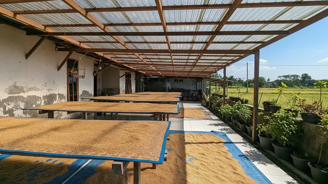 Area Menjemur Padi di Samping Rumah