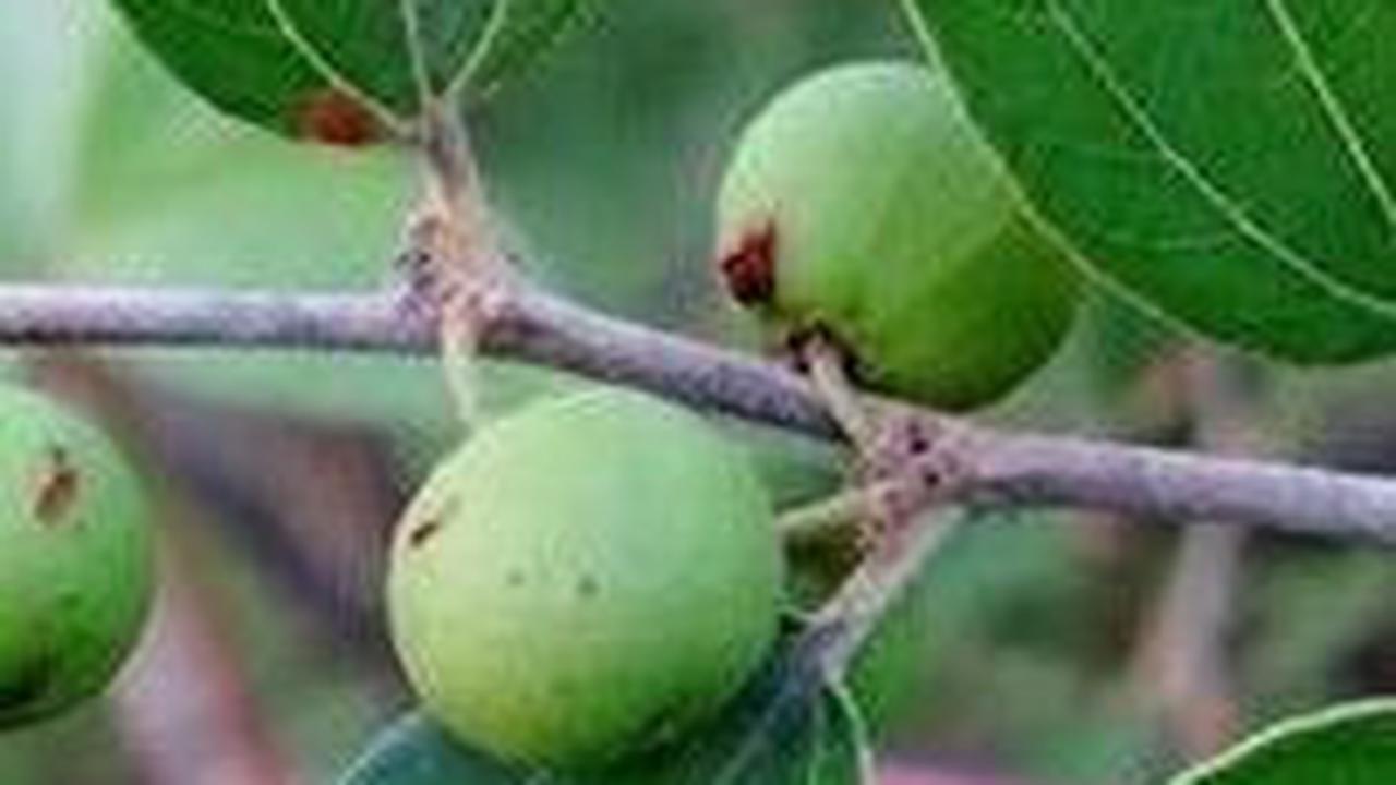 9 Manfaat Daun Bidara untuk Kesehatan Tubuh, Tanaman Herbal yang Disebutkan dalam Al-Quran