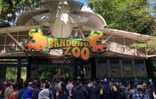 Resmi! Fauna Land Ancol Menangi Lelang dan Jadi Pengelola Baru Bandung Zoo