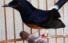 Layaknya Sekolah Betulan, Begini Situasi Sekolah Khusus Burung Murai di Cilacap yang Muridnya Datang dari Berbagai Daerah