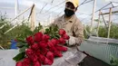 Seorang pekerja mengklasifikasikan kuncup mawar untuk dikirim menuju AS menjelang Hari Valentine, di perusahaan bunga Colibri di El Rosal, Kolombia, 25 Januari 2022. Kolombia menjadi salah satu negara terbesar penyuplai bunga di Hari Valentine. (AP Photo/Fernando Vergara)