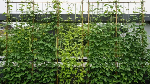 desain edible garden outdoor yang tahan panas dan hujan