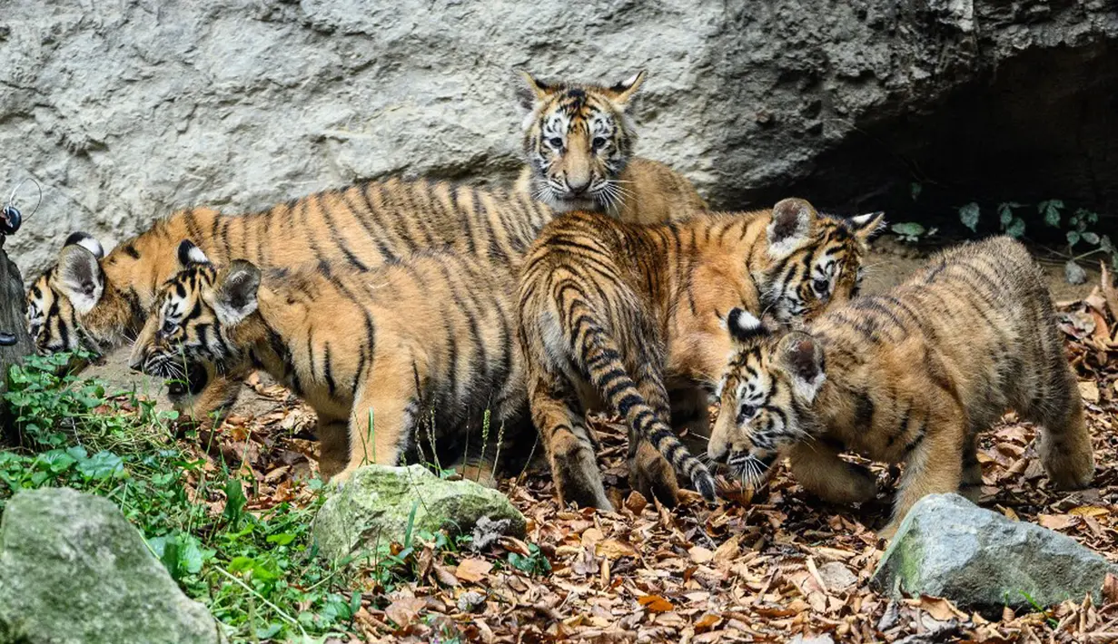 Lima anak harimau Siberia spesies langka Kelas 1 yang dilindungi Areum, Daun, Oori, Nara, dan Gangsan terlihat di kebun binatang taman hiburan Everland, Yongin, Provinsi Gyeonggi-do, Korea Selatan, 30 September 2021. Arti nama kelimanya 'Pemandangan indah negara kita'. (ANTHONY WALLACE/AFP)