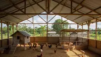 Intip 8 Desain Kandang Ayam dengan Zona Khusus Bertelur Lebih Nyaman, Produktivitas Meningkat