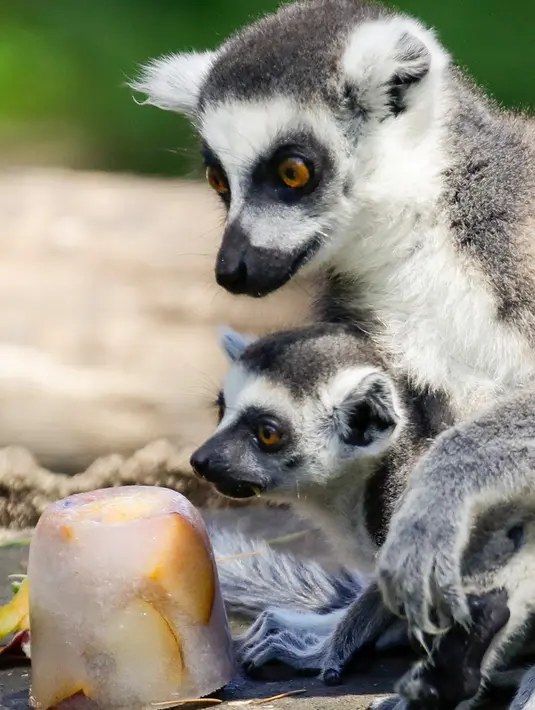 Lemur memakan es buah beku pada hari yang panas di kebun binatang Roma, Italia, Selasa (25/6/2019). Suhu tertinggi yang berkisar 37 sampai 40 derajat Celsius diperkirakan terjadi di wilayah Italia utara dan tengah. (AP Photo/Andrew Medichini)