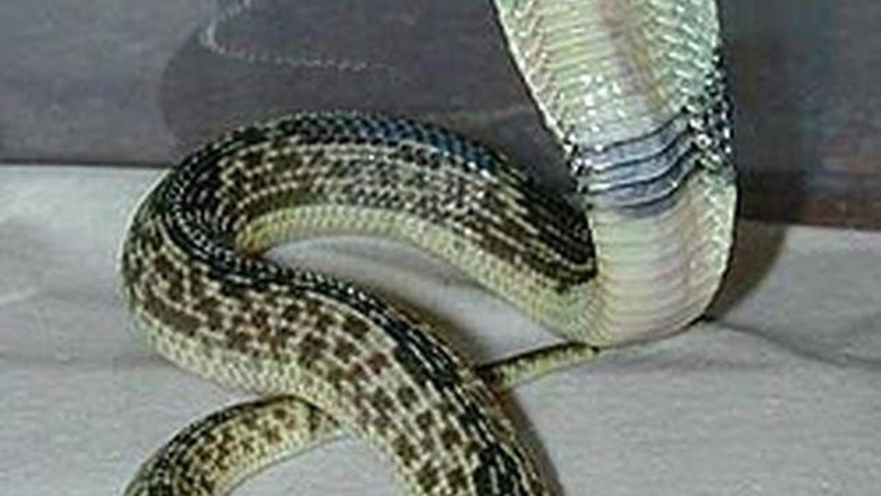 7 Jenis Ular yang Bisa Muncul di Rumah Kosong dan Cara Mengamankannya
