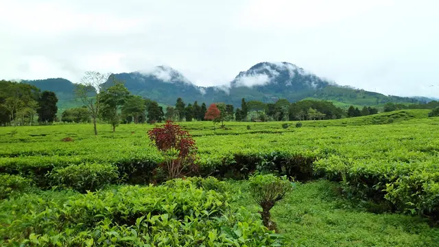 [Bintang] 4 Kebun Teh Terindah Bandung Yang Wajib Dikunjungi