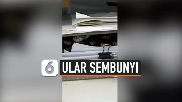 VIDEO: Detik-Detik Ular Piton Muncul di Meja Kerja
