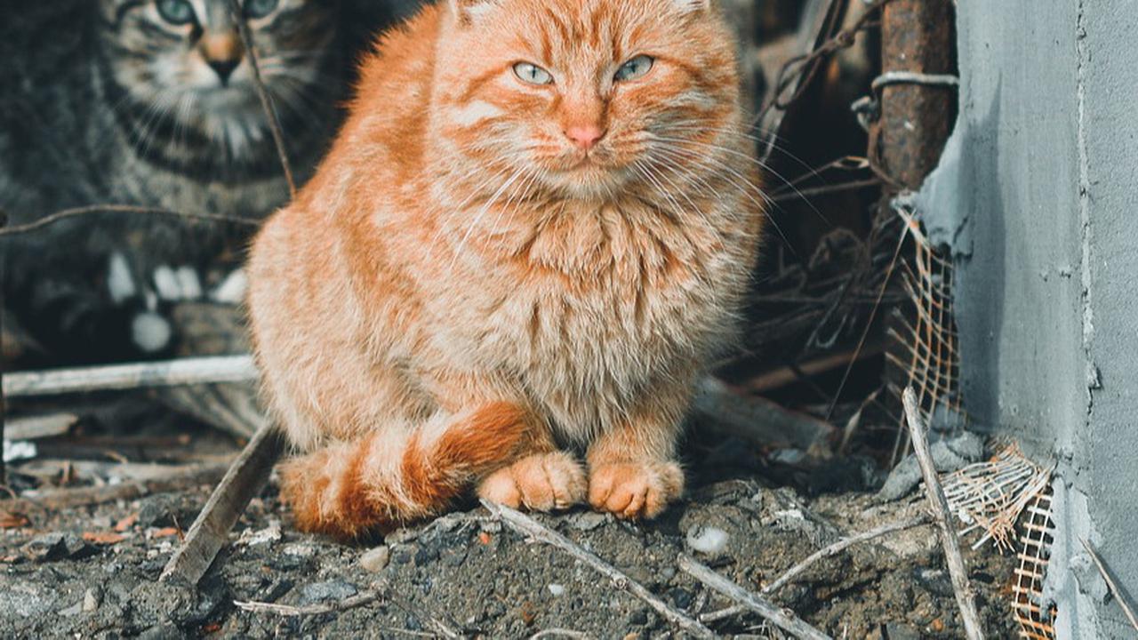 8 Cara Agar Tidak Takut Kucing,  Latihan Bertahap hingga Terapi Eksposure